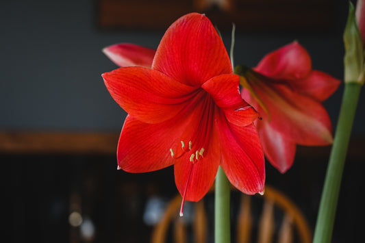 Winter Flowers