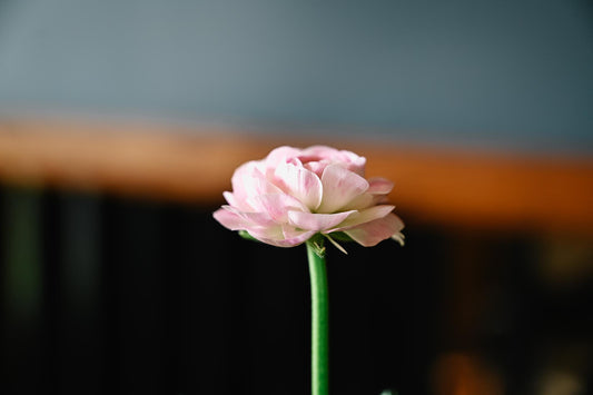 Blooms Bring Rebirth - Christian. Servant.
