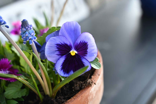 Blooms Bring Rebirth, Weary Hearts.