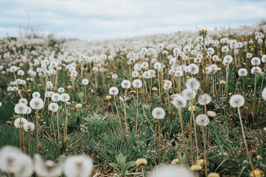 May the Winds of Change Plant You or Carry You.