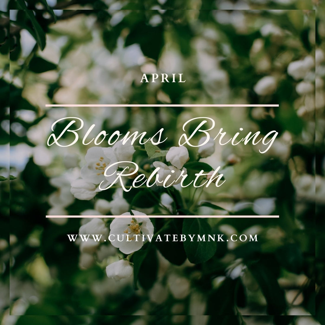 Blooms Bring Rebirth